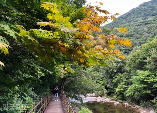 지리산큰나무 이미지