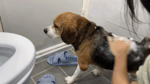 "헤헤, 목욕 좋아요" 목욕을 마친 뒤 신이 난 모티 모습