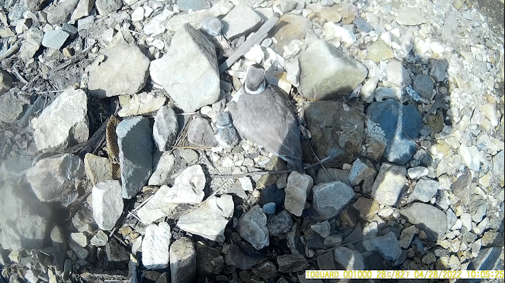 무등산국립공원에서 2022년 4월 28일 어미 흰목물떼새가 부화한 새끼와 함께 있는 모습이 촬영됐다. 국립공원공단 제공