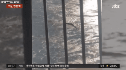 한강에 괴생명체 - JTBC ‘사건반장’