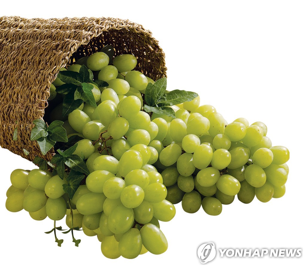 샤인 이미지