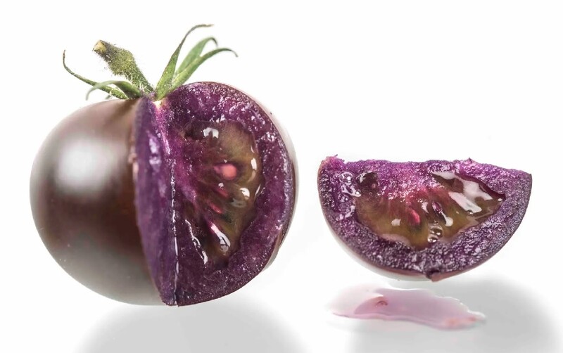 '항산화물질 10배' 보라색 GMO 토마토, 드시겠습니까?