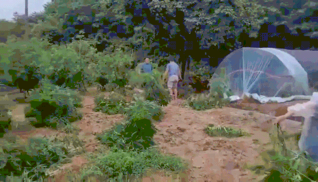 종자를 수확한다며 지방자치단체 허가를 받아 900여평 밭에 대마를 심고 환각 성분이 있는 대마초를 만들어 판 일당이 지난 6월 경찰에 붙잡혔다. /영상제공=서울경찰청