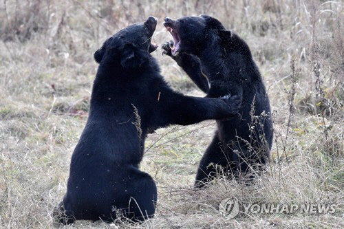 흑곰이다 이미지