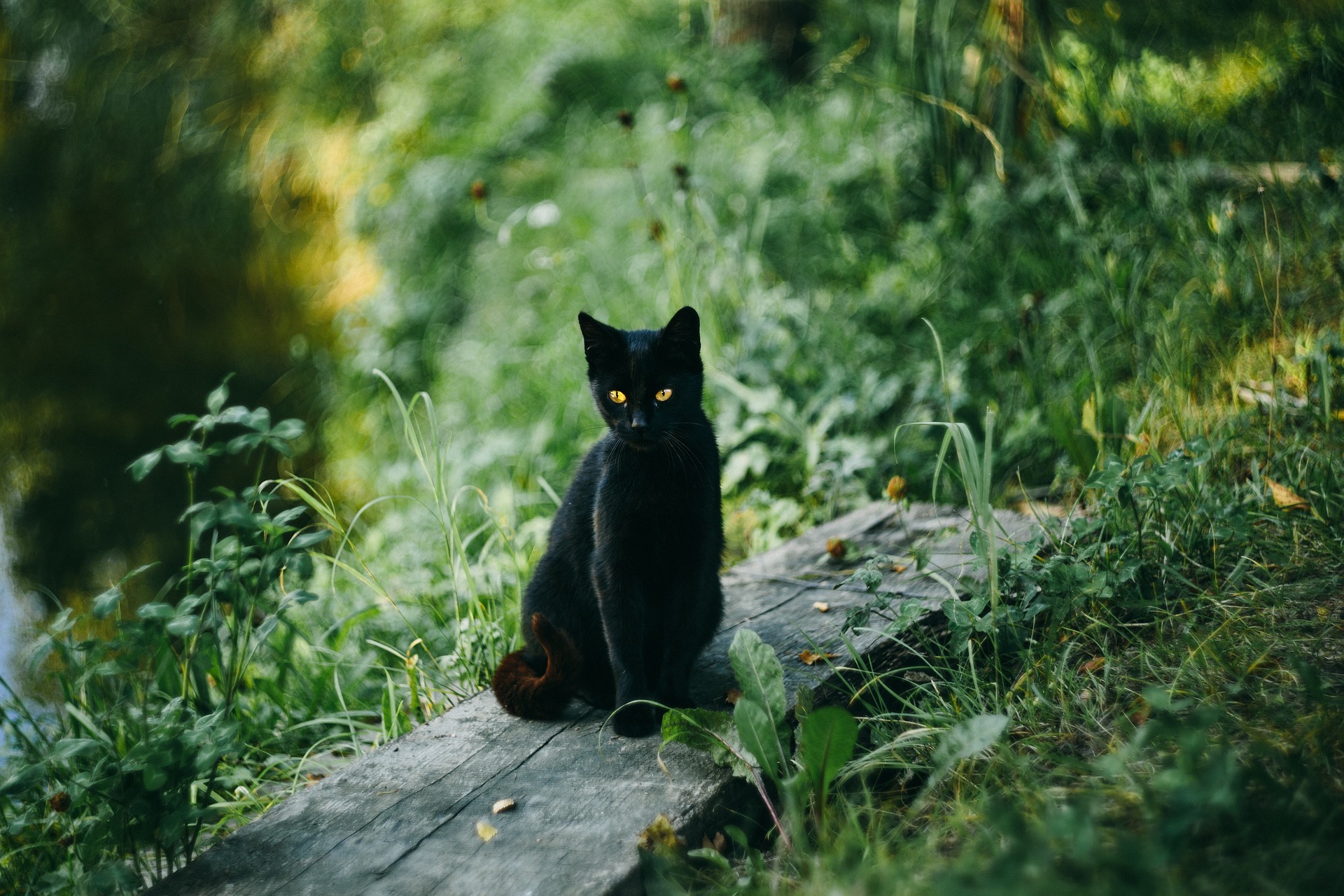 길고양이 수명은 최대 3년? 왜 이렇게 짧은 걸까? | 비마이펫