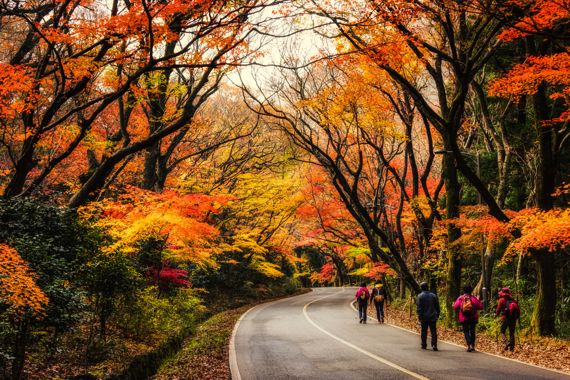 숲길 전경 이미지