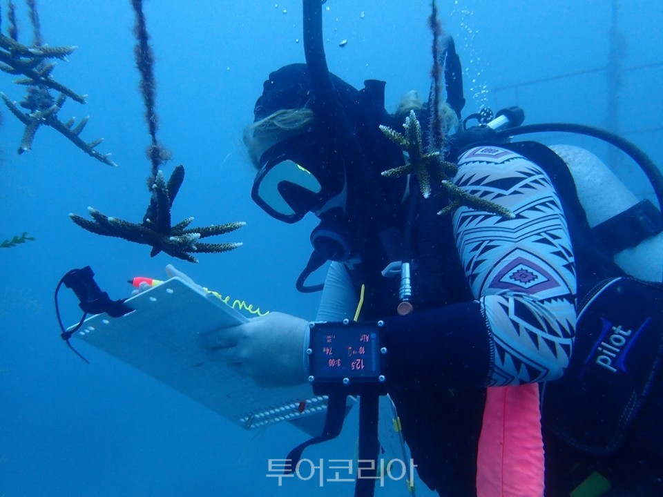 산호자원 이미지