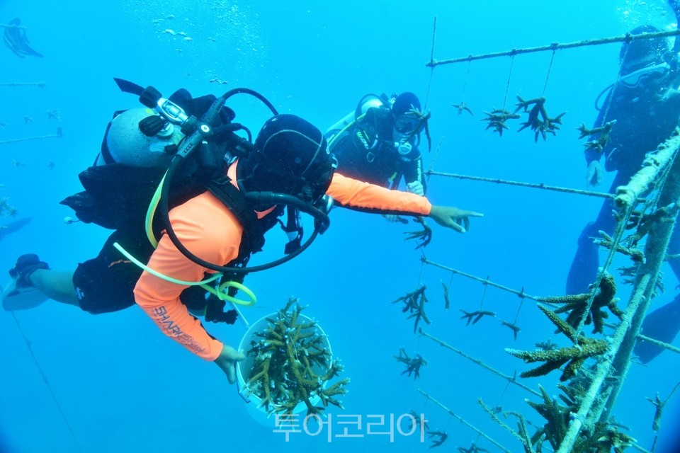 산호자원 이미지