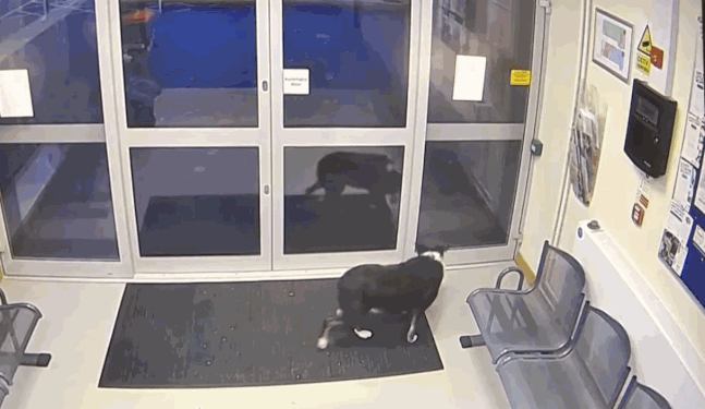 주인을 잃어버리고 경찰서에 들어온 강아지 ‘로지’/사진= 러프버러 경찰서 페이스북