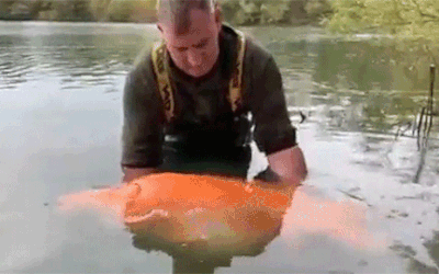 초대형 금붕어 '캐럿'을 낚은 앤디 해킷이 기념 촬영 후 그를 다시 호수로 풀어주고 있다. 페이스북 캡처