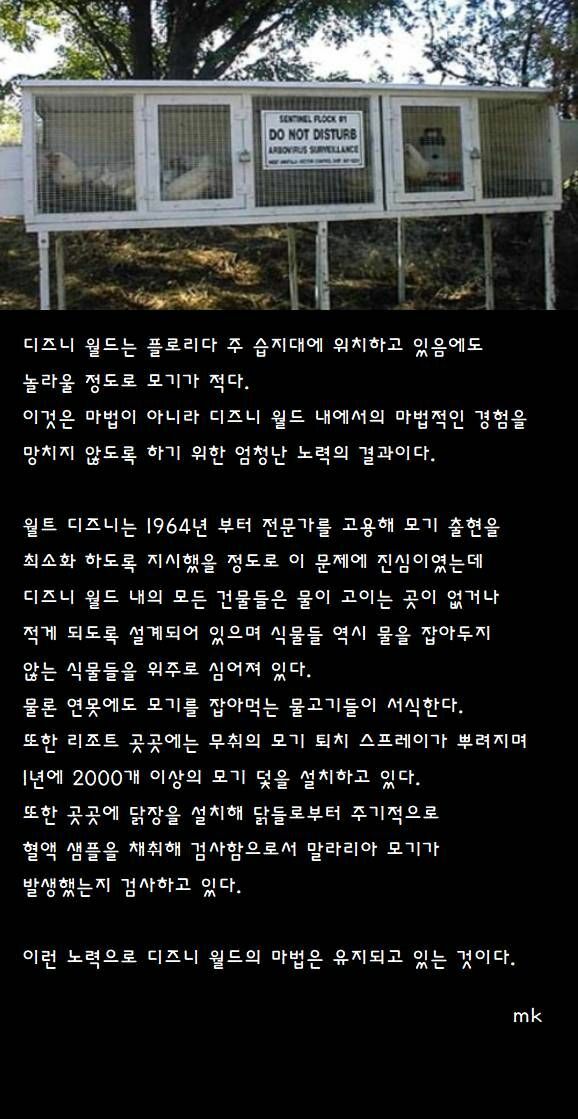 미국의 디즈니랜드에 모기가 없는 이유 | 인스티즈