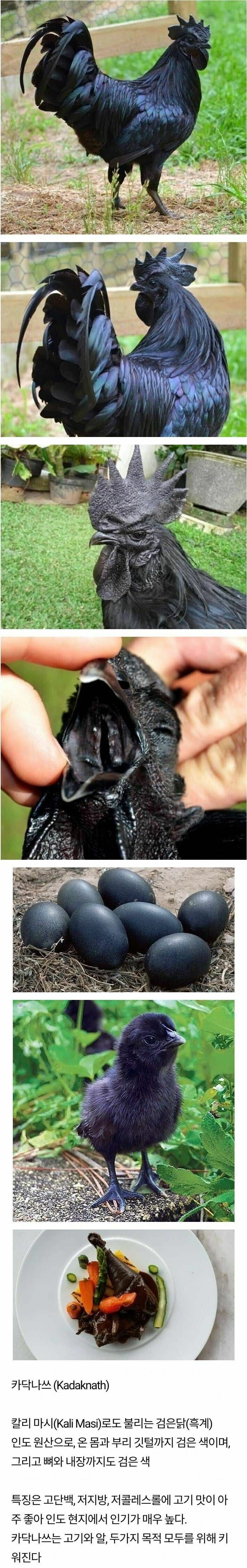 세상에서 가장 검은 닭 | 인스티즈