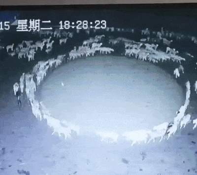 중국 네이멍구의 한 농장에서 양 떼가 12일째 원을 그리며 돌고 있다. /사진=트위터