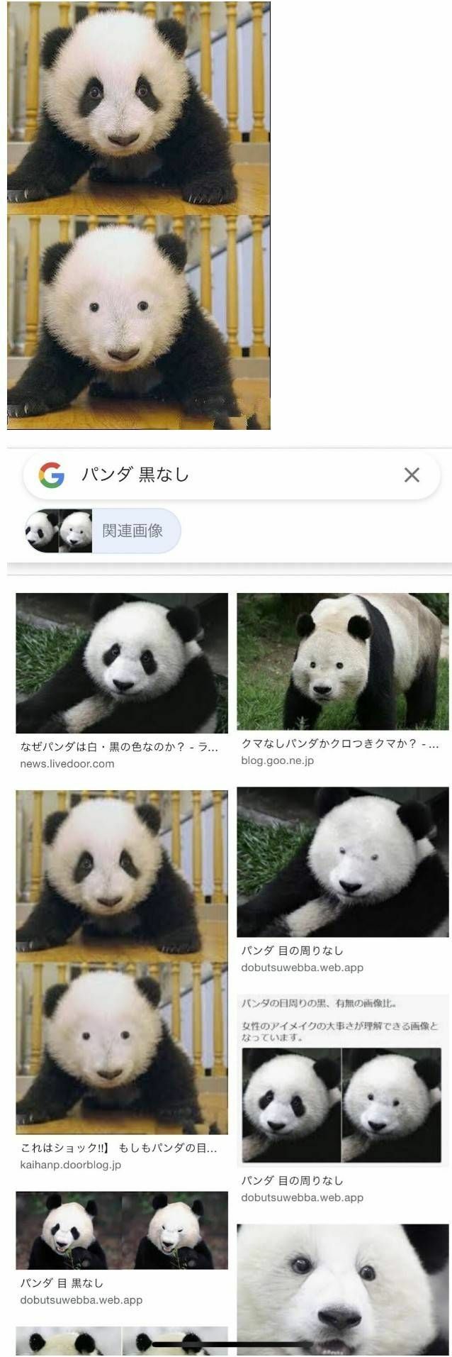 팬더로 알아보는 눈화장이 중요한 이유 | 인스티즈