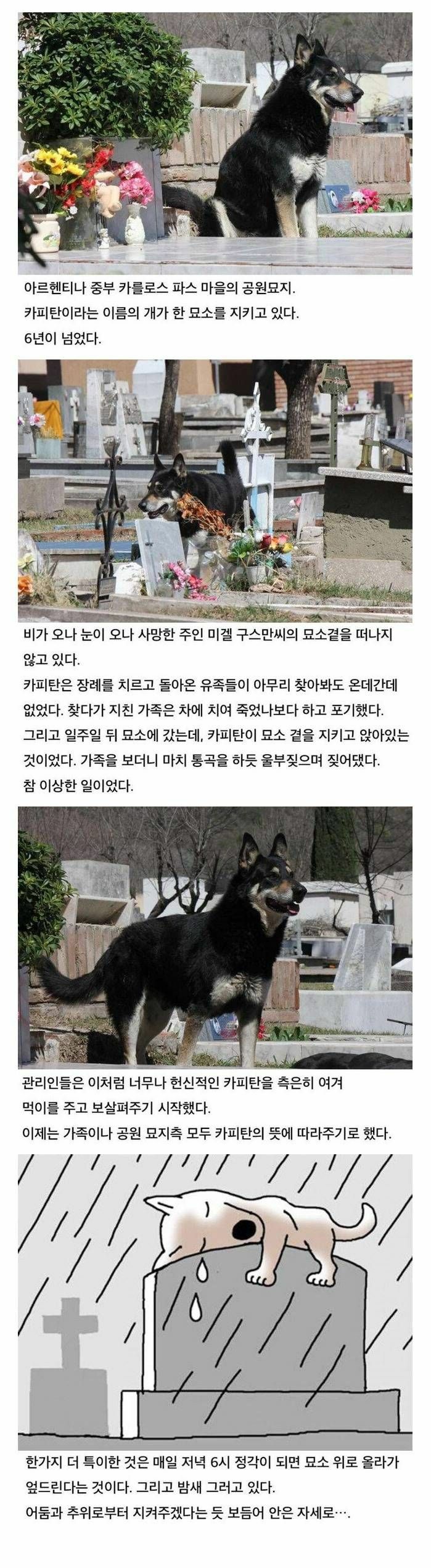 6년간 묘소를 지킨 충견 | 인스티즈