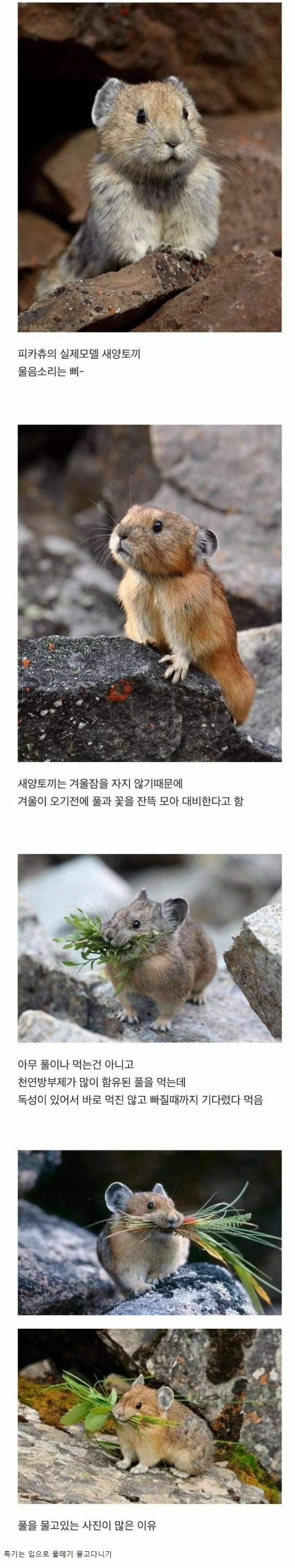 피카츄의 실제 모델이라는 새앙토끼 | 인스티즈