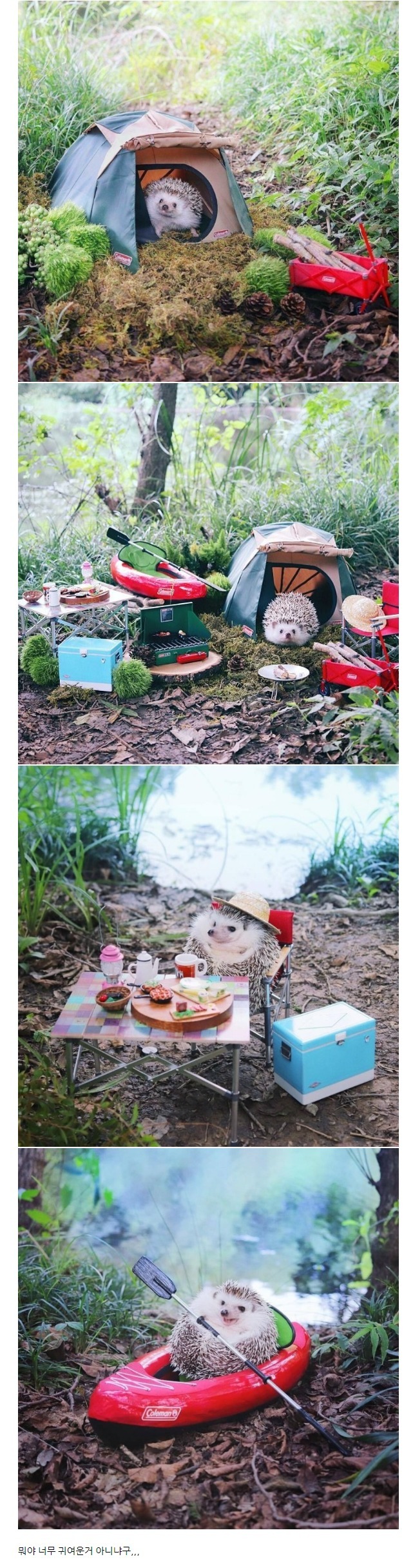 마음의 안정을 주는 고슴도치 캠핑 | 인스티즈