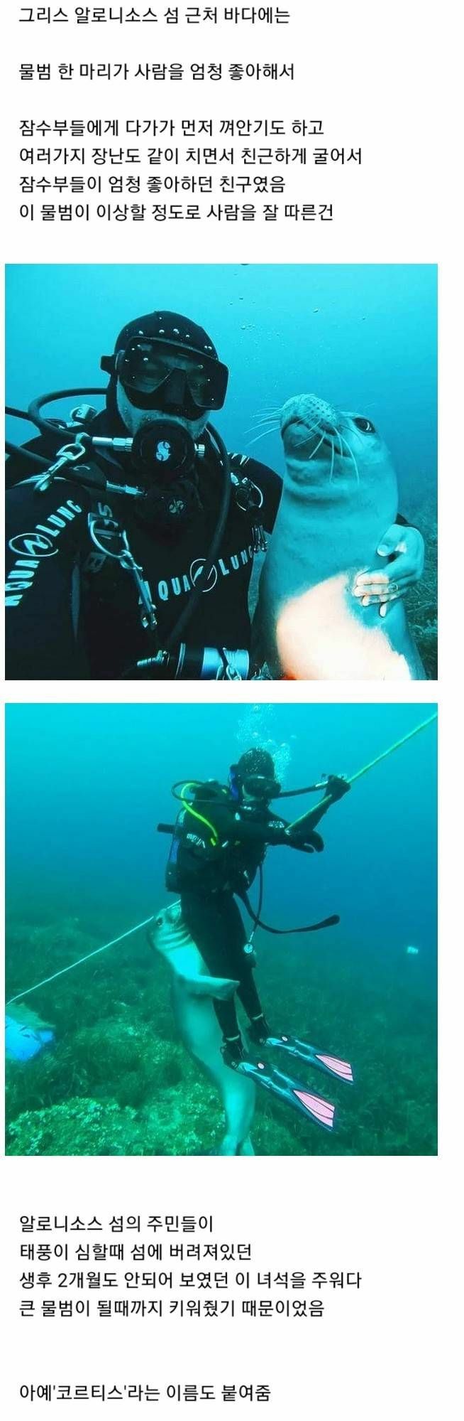 인간을 너무 좋아했던 물범 | 인스티즈