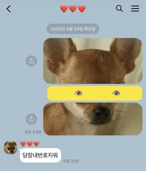 친구 반려견 사진으로 장난치기 | 인스티즈