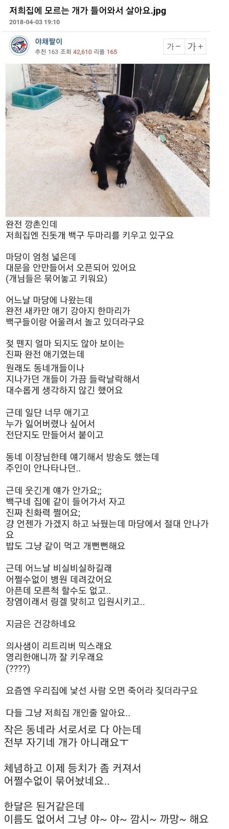집에 모르는 개가 들어와서 살아요 | 인스티즈