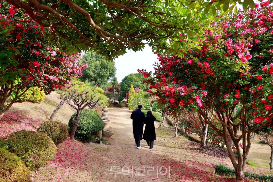 붉은산다화 이미지