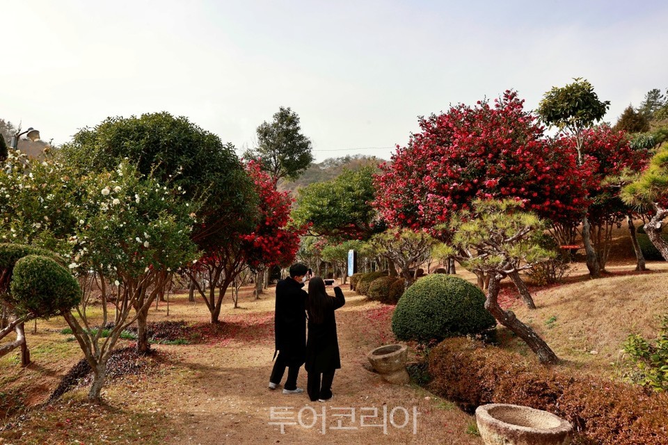 붉은산다화 이미지