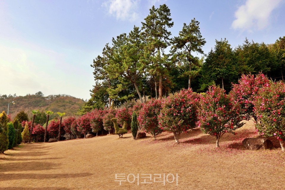 붉은산다화 이미지
