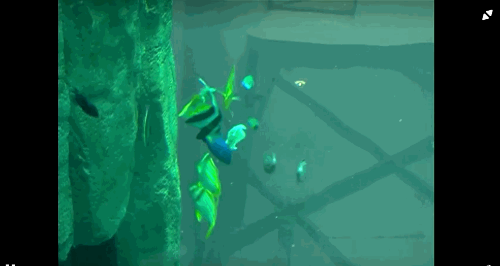 지난 2003년 베를린 도심에 건립된 대형 수족관 '아쿠아 돔'의 모습. 높이가 15.8m, 폭이 11m인 원통형 아크릴 유리 구조물이다. 가운데에는 엘리베이터가 설치돼 관람객들이 엘리베이터로 오르 내리면서 물고기를 볼 수 있도록 설계됐다. 2003년 건립 당시 촬영 영상.〈영상=로이터통신〉