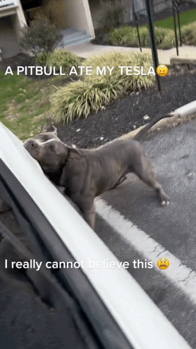 [영상=틱톡@toodiesangelxx]