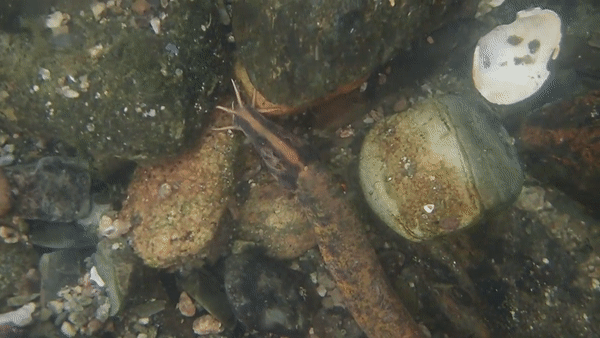 지난 7일 대구 금호강에서 수중 촬영한 멸종위기 어류 얼룩새코미꾸리의 모습. 성무성씨 제공.