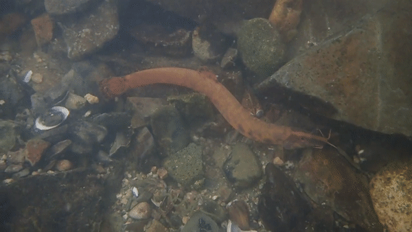 지난 7일 대구 금호강에서 수중 촬영한 멸종위기 어류 얼룩새코미꾸리의 모습. 성무성씨 제공.