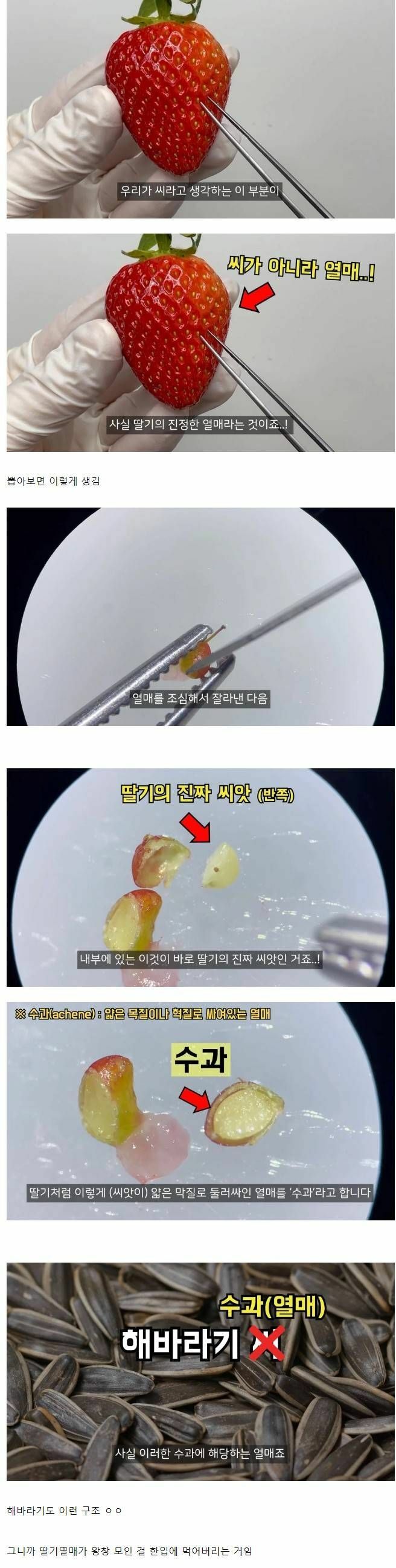 대부분 잘 모르는 딸기의 진실 | 인스티즈