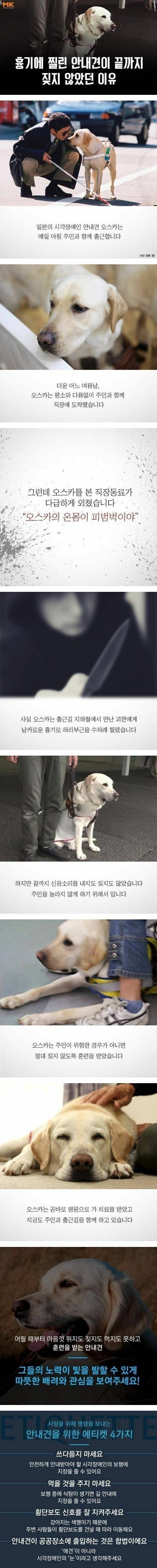안내견이 끝까지 짖지 않은 이유 | 인스티즈