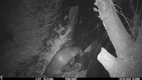 서울 탄천에서 무인카메라에 포착된 수달 가족의 모습. 숲여울기후환경넷 제공.