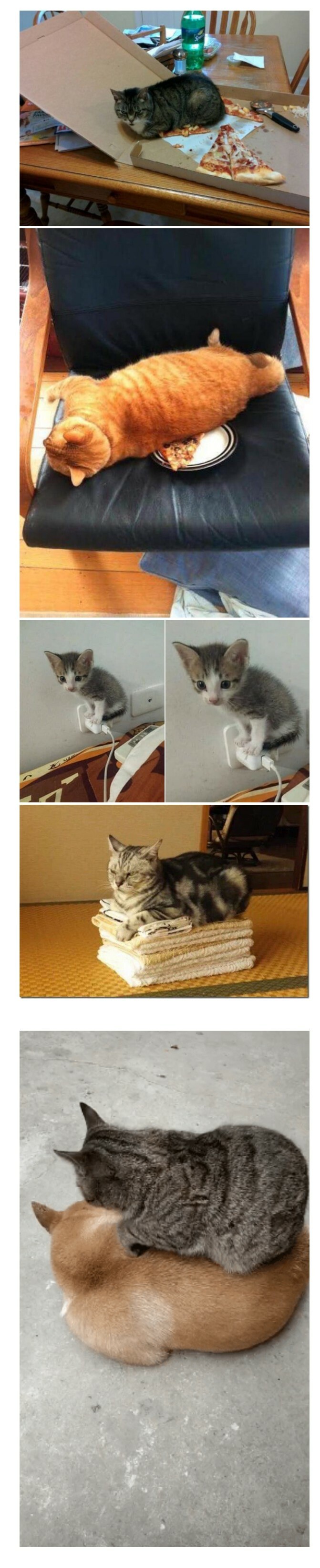 고양이들은 진짜 따뜻할 수 있다면 염치가 없어짐 | 인스티즈