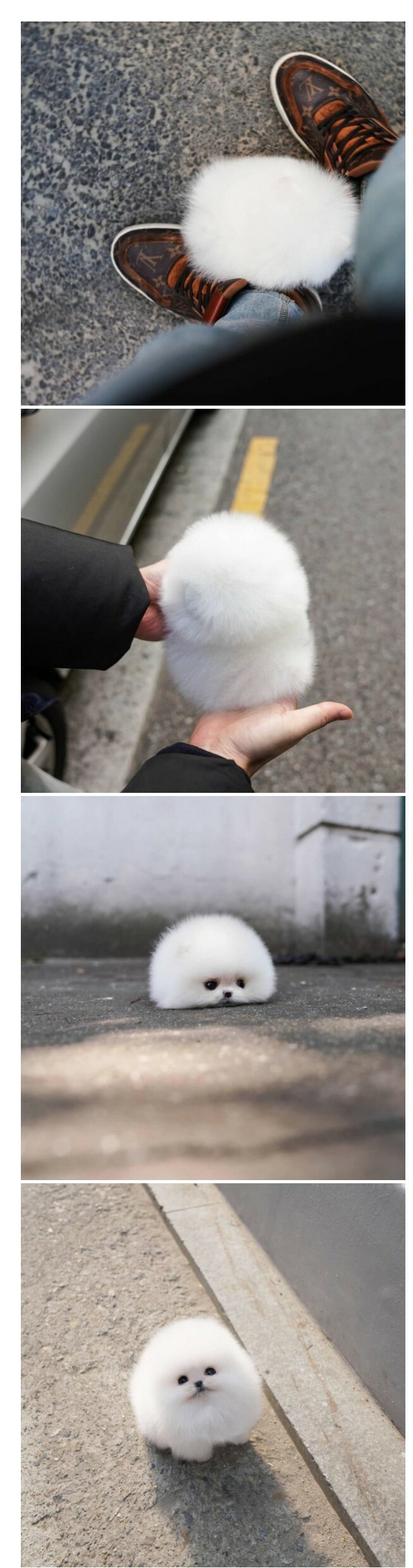 길에서 주운 하얀 털뭉치 | 인스티즈