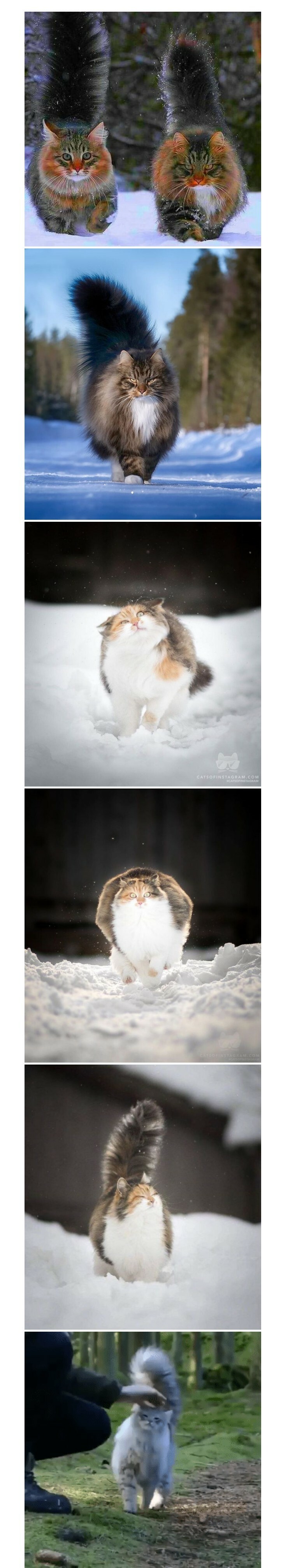 우아한 자태가 마치 숲의 귀족 같은 노르웨이숲 고양이 | 인스티즈