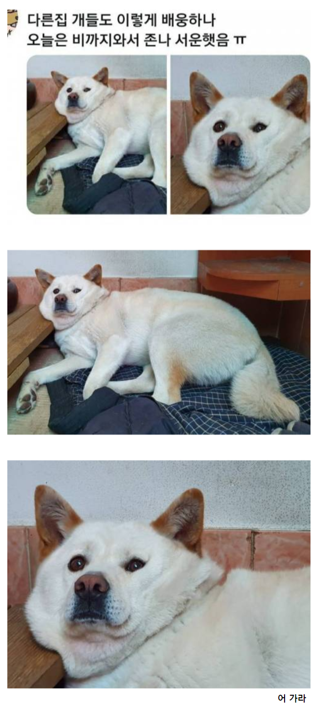 출근하는데 강아지가 대충 배웅해줘서 서운함 | 인스티즈