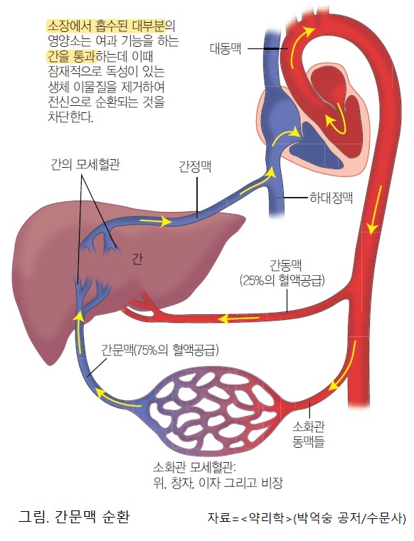 어린이와 노인, 왜 약 용량 줄여야 할까? [의사가 설명하는 약물 이야기]