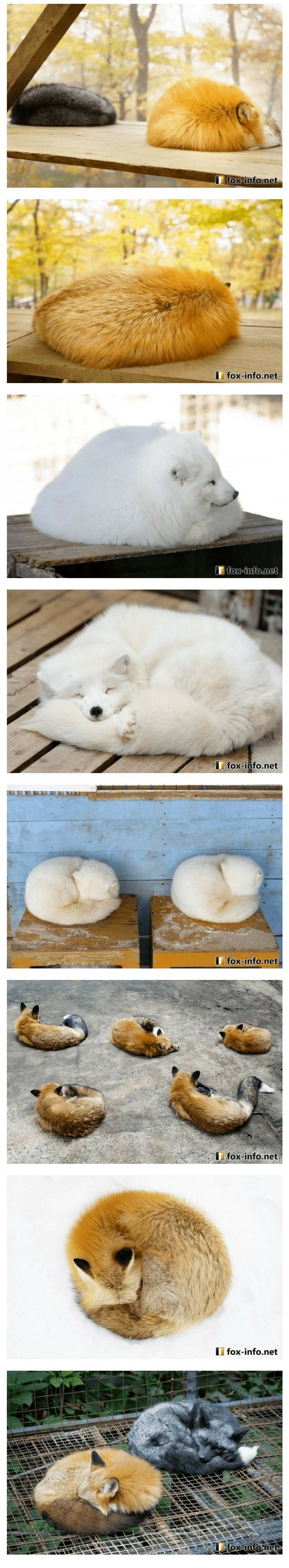 여우가 잠 자는 자세 | 인스티즈