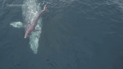 새끼고래 출산 직후 모습이다. [영상=페이스북 Capt. Dave's Dana Point Dolphin & Whale Watching Safari]