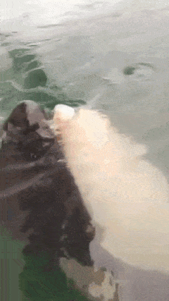 고래의 행동은 장난치는 듯 보이지만 사실은 도움을 청하는 행위였을 가능성이 높다 [영상=페이스북 Projeto Baleia Jubarte]