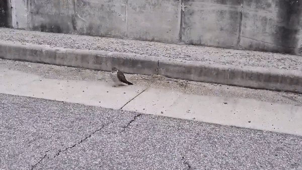 경기 연천 신서면 도신대교 인근 방음벽에 충돌한 뒤 날지 못하게 된 맹금류 새매의 모습. 한국물새네트워크 제공.