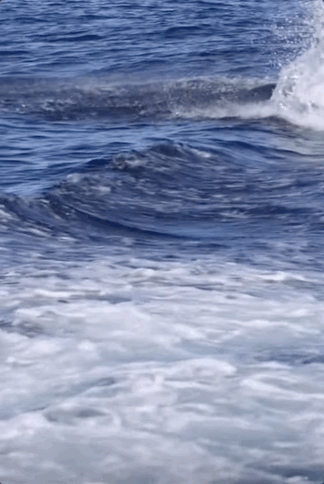 돌고래가 바다 위로 점프하는 모습이 담긴 영상. 지난 23일 나는 돌고래의 사진을 찍은 코트렐은 돌고래가 뛰어오르는 것은 봤지만, 3m 가량의 높이를 뛰어오르는 것을 본 것은 처음이라고 밝혔다. [유튜브 @Blue_Sky_channel 갈무리]