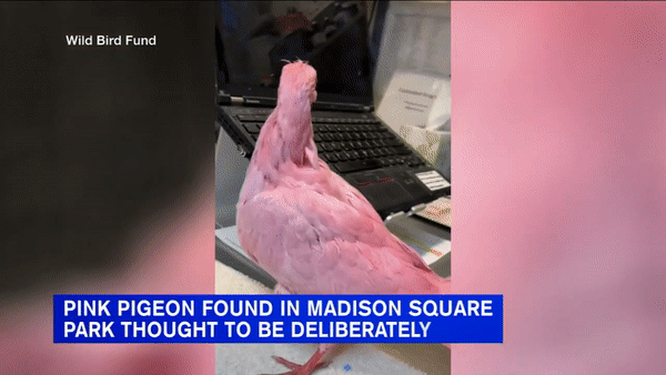 집 새는 날지 못한다고 한다. 공원 등 야생에선 먹이를 찾지 못해 굶어죽거나 포식자에게 잡혀먹힌다. 이 비둘기는 누군가 '아기 성별 확인 파티'에 쓰고자 핑크색으로 염색한 것으로 추정됐다. [ABC뉴스7 유튜브채널]