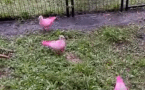 지난해 10월 플로리다 팸브로크파인스의 한 공원에서 온몸이 분홍색으로 염색된 비둘기들이 발견됐다. /페이스북