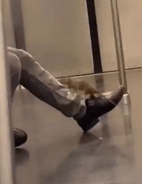 지난 4일(현지시간) 미국 뉴욕시의 지하철에서 잠든 남성 몸에 올라탄 대형 쥐의 모습. 트위터 캡처