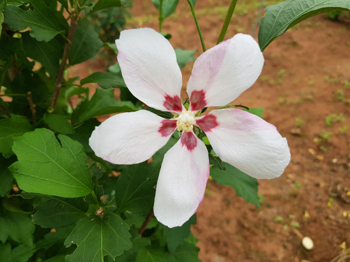산림과환경 이미지