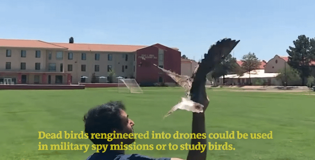 죽은 새를 드론으로 재설계한 미국 내 대학 연구진의 기술. / 영상=NewScientist