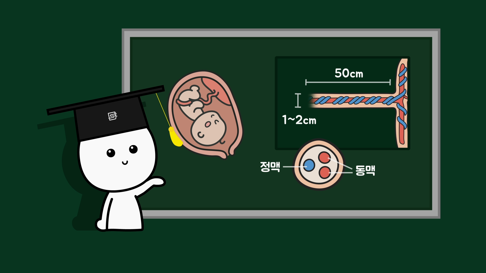 태어난 아기의 탯줄을 안 자르면 어떻게 될까? | 사물궁이 잡학지식
